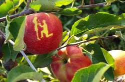 На Дніпропетровщині вирощують яблука з картинками (фото)