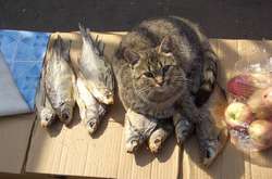 Наглость этих бесстыжих питомцев перешла все пределы, а им все сходит с лап (фото)