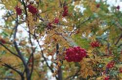 Осіннє потепління триватиме недовго