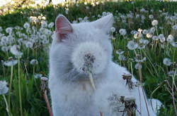 Курьезные фото котиков, которые совершенно не умеют прятаться, но очень стараются