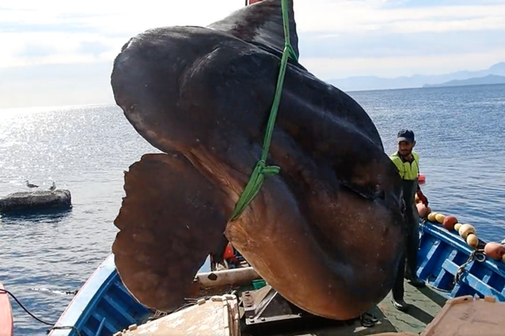 Рибалки біля берегів Африки зловили рибу вагою у дві тонни (відео)