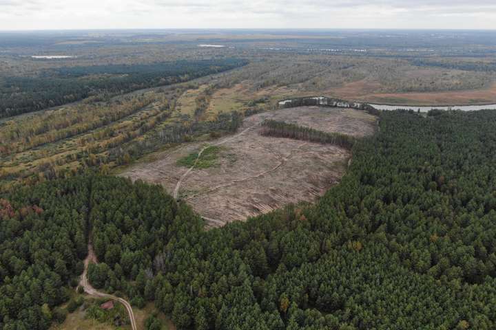 Вирубали лісу на понад 39 млн грн. На Чернігівщині судитимуть посадовців (фото)