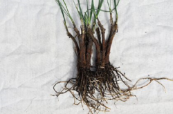 Індійські вчені відкрили в Гімалаях раніше невідомий вид їстівної цибулі