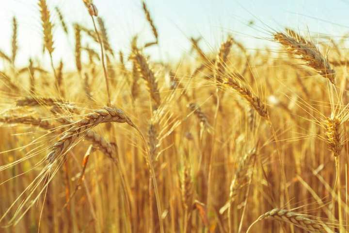 В Україні вирішили, скільки пшениці продавати за кордон, щоб залишилося для власних потреб
