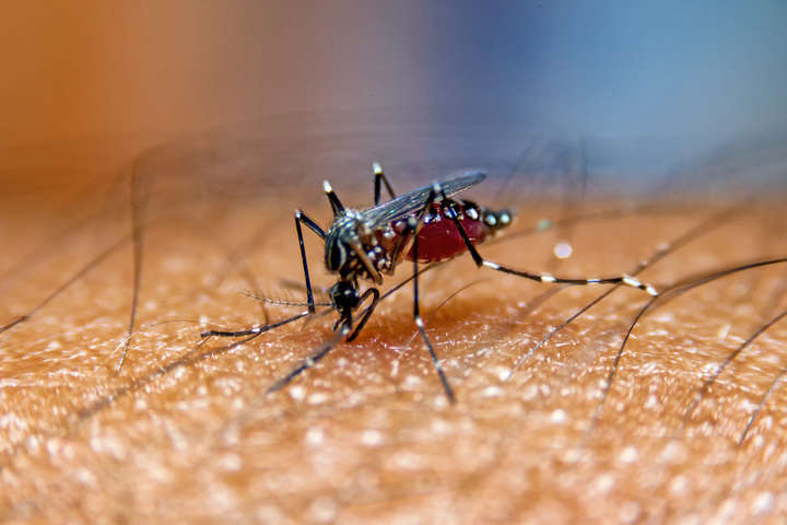 В Італії виявили новий вид комарів, здатний переносити небезпечні віруси
