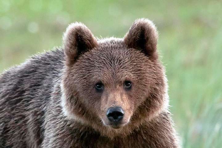 Російський боксер вбив ведмедя та впав у кому