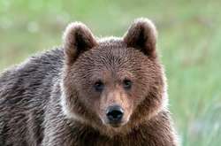 Люди нападають на ведмедів частіше, ніж тварини на людей