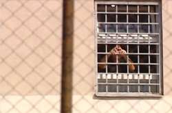 Саакашвілі привітав прихильників із вікна в'язниці (відео)