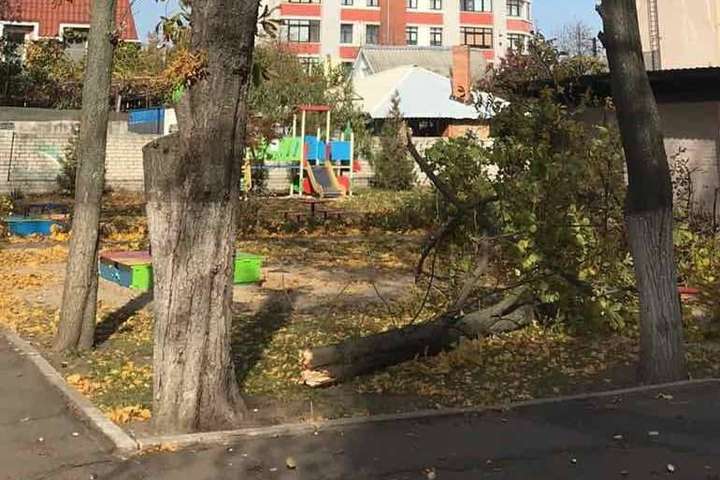 У дитсадку на Полтавщині на дітей упало дерево