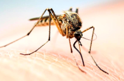  В рамках исследования ученые собрали около 60 тысяч личинок комаров в районе Бергамо 