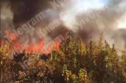 На околиці Києва масштабна пожежа: горить ліс (відео)