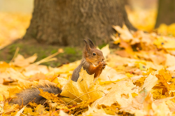 Со середины недели придет потепление. Какой будет погода в конце октября 