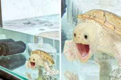 Когда наткнулся на вещи, которые можно увидеть раз в жизни. Курьезные фото