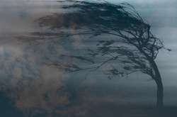 Надзвичайники попереджають про сильні пориви вітру в Києві