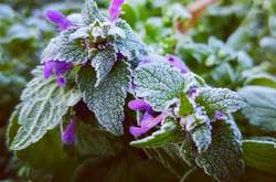 Температура повітря в Києві опустилася нижче нуля