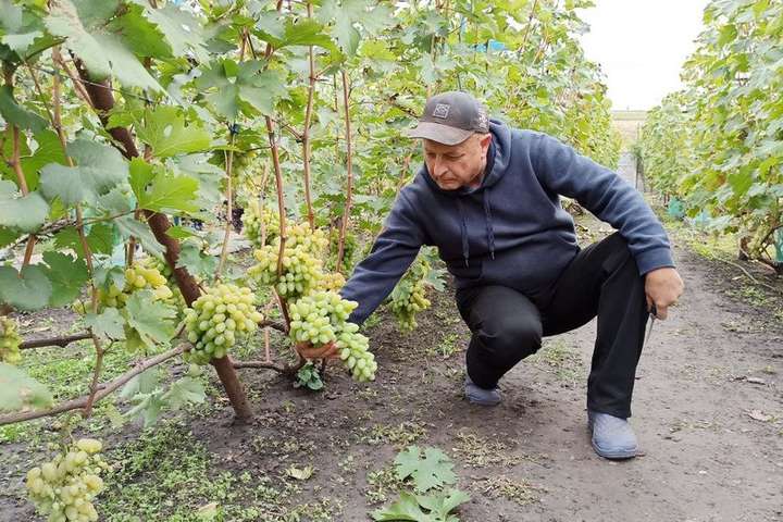 Подружжя з Кіровоградщини вирощує 200 сортів винограду на 20 сотках (відео) 
