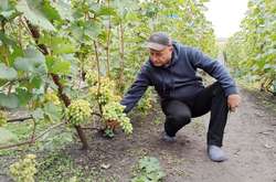 Подружжя з Кіровоградщини вирощує 200 сортів винограду на 20 сотках (відео) 