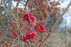 Із середини тижня в Україні почнеться поступове підвищення температури