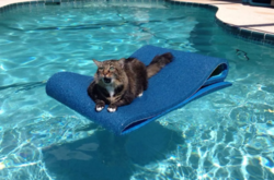 Эти питомцы поплатились за свою неаккуратность. Подборка курьезных фото