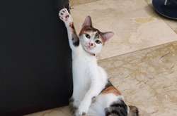 Этих питомцев кормом не корми, дай учудить какую-нибудь проказу своим владельцам (фото)