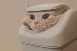 Коты умеют с легкостью помещаться куда угодно. Курьезные фото