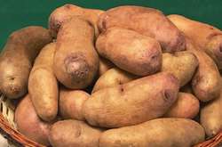 Селекціонери вивели морозостійкий сорт картоплі 