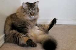 Эти котики внезапно познали всю боль и тщетность бытия. Курьезные фото