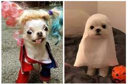 Эти питомцы уже готовы побеждать в конкурсах костюмов на Хэллоуин (фото)