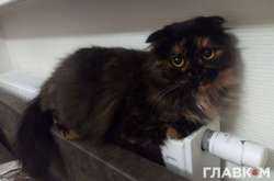 Государство еще может спасти отопительный сезон. Нардеп дала рецепт правительству