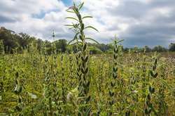 Експерти порадили фермерам рослину, вирощувати яку вигідніше за пшеницю
