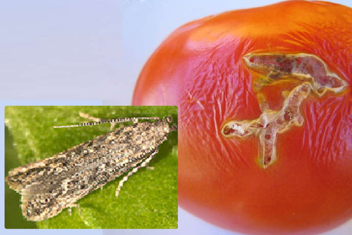 Знищує до 100% врожаю помідорів. В Україні вперше виявлено шкідника з Південної Америки