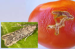 Знищує до 100% врожаю помідорів. В Україні вперше виявлено шкідника з Південної Америки