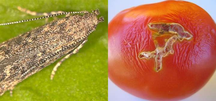 Уничтожает до 100% урожая помидоров. В Украине впервые обнаружен вредитель из Южной Америки