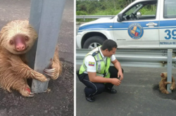 Эти очаровательные ленивцы гарантированно похитят ваши сердца