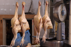 В Украину завезли зараженную сальмонеллой курятину: что известно 