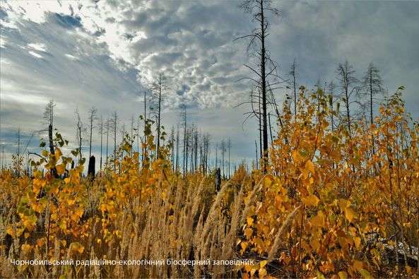 Екологи показали, як після пожеж відновлюється природа у Чорнобилі: атмосферні фото