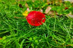 У суботу прогнозують досить сильний вітер