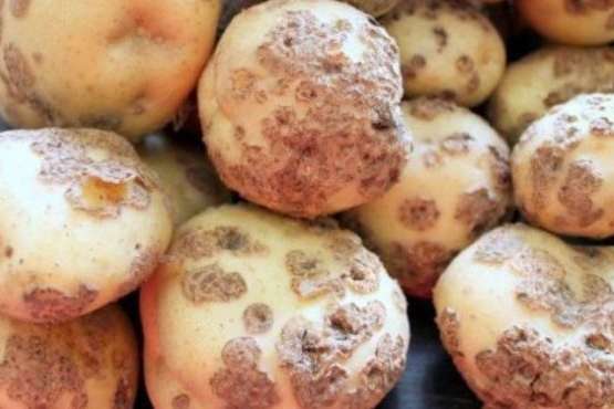 На Волині виявили ще один спалах небезпечного захворювання картоплі