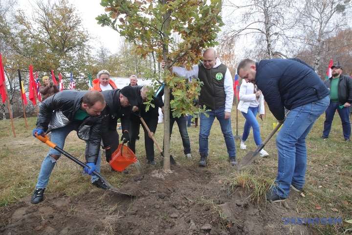 Українці встановили рекорд: за добу висадили 3,8 мільйона дерев