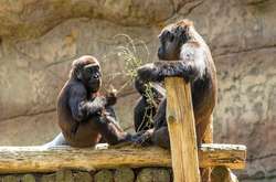 Зоопарк у Торонто хоче вакцинувати тварин від Covid-19