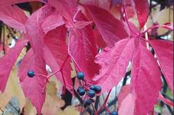 Перший сніг у листопаді та тепло у грудні: синоптик здивував прогнозом до кінця року