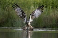 Смотрите работы финалистов фотоконкурса National Geographic в 2021 году