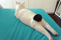 Отфотошопила сама природа. Фото домашних питомцев необычного окраса