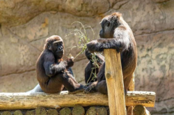 Зоопарк в Торонто хочет вакцинировать животных от Covid-19 