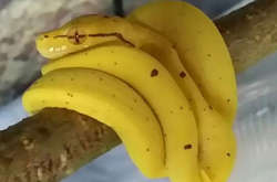 Так и хочется откусить. Подборка курьезных гастрономических иллюзий