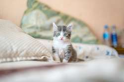 Парень выгнал любимую девушку из дома из-за кота