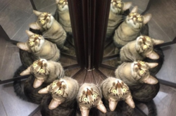 Котики и зеркала – это идеальное сочетание для безудержного веселья. Курьезные фото