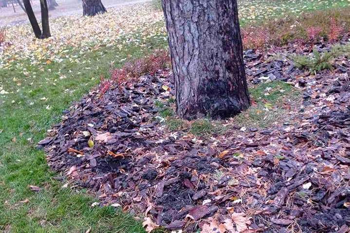 У столичному парку невідомі викрали майже дві сотні кущів (фото)