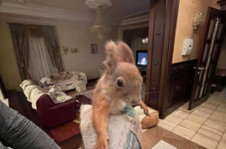  В дом к мэру Полтавы удалось пробраться белке 