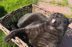 Эти питомцы так любят веселить хозяев, что не перестают дурачиться даже во сне